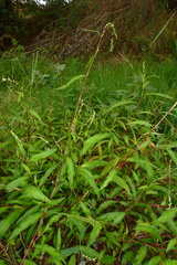 Persicaria mitis