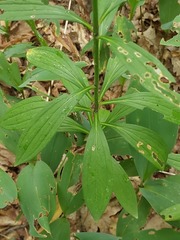 Lilium martagon