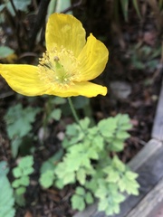 Papaver cambricum