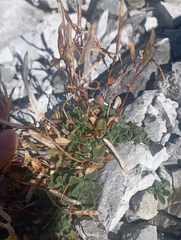 Arabis pumila