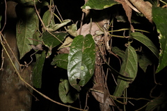 Aristolochia praevenosa