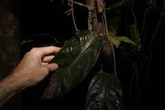 Aristolochia praevenosa