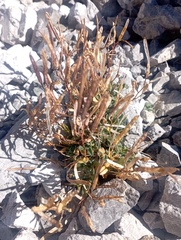 Arabis pumila