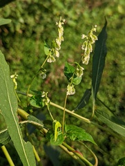 Fallopia scandens