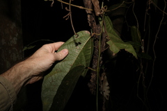 Aristolochia praevenosa
