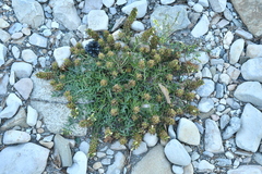 Teucrium montanum