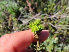 Morella cordifolia