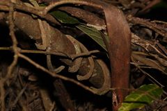 Aristolochia praevenosa