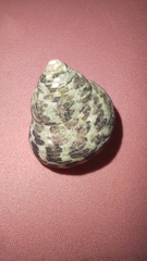 Phorcus turbinatus