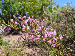 Muraltia spinosa