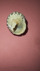 Phorcus turbinatus
