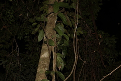 Aristolochia praevenosa