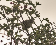 Phylloscopus collybita