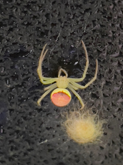 Araneus guttulatus