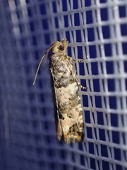 Notocelia incarnatana