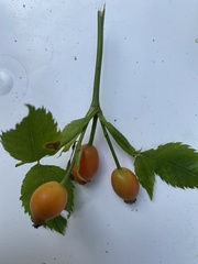 Rosa canina
