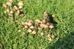 Conocybe tenera