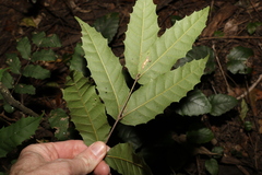 Cupaniopsis serrata