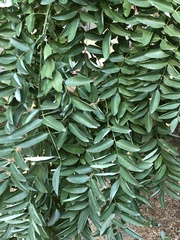Styphnolobium japonicum