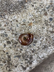 Austrorhytida capillacea