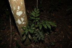 Cupaniopsis serrata