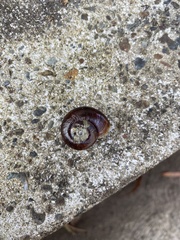 Austrorhytida capillacea
