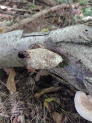 Fomitopsis betulina