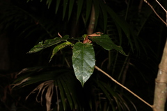 Sterculia quadrifida