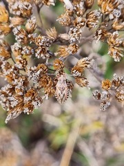 Stictopleurus abutilon
