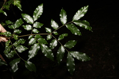 Pararchidendron pruinosum