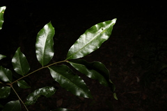 Pararchidendron pruinosum