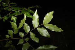 Pararchidendron pruinosum