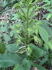 Habenaria pantlingiana
