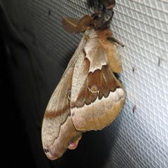 Antheraea oculea