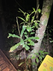 Macadamia integrifolia