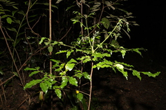 Pararchidendron pruinosum