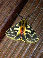 Ardices curvata