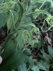 Habenaria pantlingiana