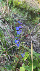 Lobelia amoena