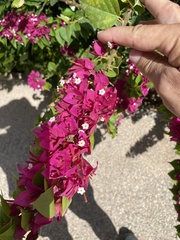 Bougainvillea