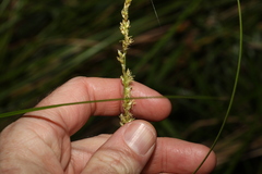 Carex appressa