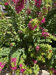 Bougainvillea