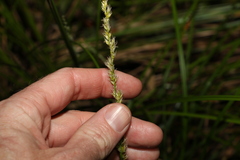 Carex appressa