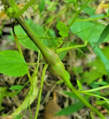 Neolasioptera boehmeriae