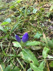 Gentiana andrewsii