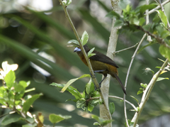 Ramphocelus passerinii