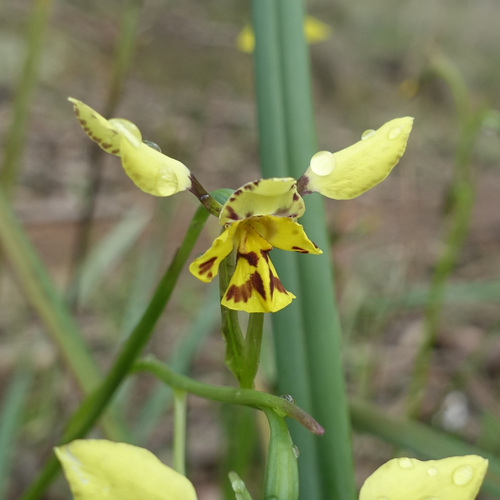 Leopard Orchid (Diuris pardina)