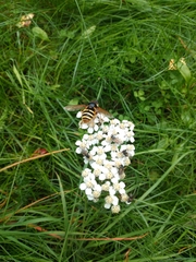 Sericomyia silentis
