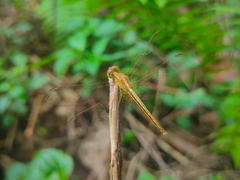 Neurothemis intermedia