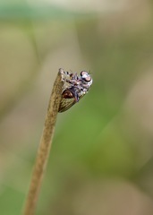 Heteropogon macerinus